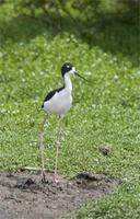 'Ae'o ~ Hawaiian Stilt Himantopus mexicanus knudseni