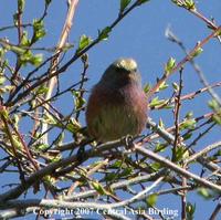 Severtov's Tit-Warbler