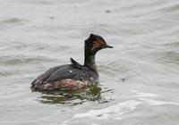 검은목농병아리(Podiceps nigricollis)  (Eared Grebe)