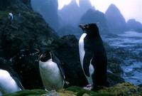 Rockhopper Penguins, Eudyptes chrysocome, Macquarie Island 1965 Photo © Barrie Jamieson