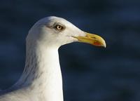 Herring Gull (Larus argentatus)