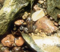 : Anomaloglossus degranvillei