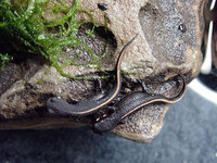 : Cynops pyrrhogaster; Japanese Fire Belly Newt