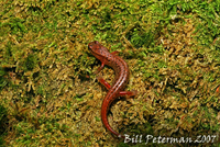 : Desmognathus wrighti; Pygmy Salamander