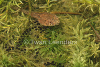 : Leptodactylus savagei; Savage's Thin-toed Frog