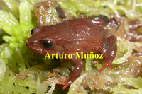 : Phrynopus iatamasi