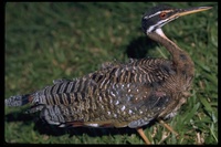 : Eurypyga helias; Sunbittern