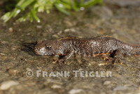 : Triturus cristatus dobrogicus; Great Crested Newt