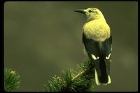 : Nucifraga columbiana; Clark's Nutcracker