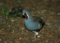 : Oreortyx pictus; Mountain Quail