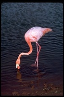 : Phoenicopterus ruber glyphorhynchus; Galapagos Flamingo