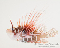 : Pterois radiata