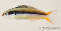 : Thalassoma amblycephalum