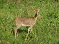 : Redunca fulvorufula fulvorufula; Southern Mountain Reedbuck