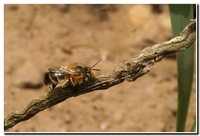 : Anthophora species