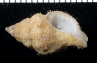 : Cantharus wagneri