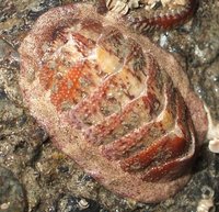 : Lepidozona mertensii; Mertens' Chiton