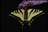 : Pterourus rutulus; Western Tiger Swallowtail