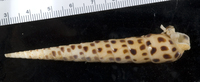 : Terebra subulata