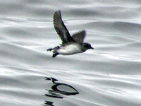 Cassin's Auklet. 14 October 2006. Photo by Debbie Barnes