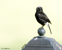 Pied Bushchat