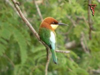 Chestnut-headed Bee-eater(Merops leschenaulti)