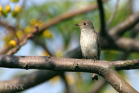 Asian Brown Flycatcher 北灰鶲