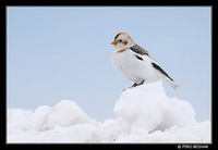 Snow Bunting (Plectrophenax nivalis)