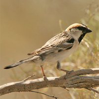 Saxaul Sparrow