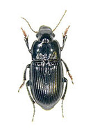 ヒロゴモクムシ 12 exs. [ Harpalus corporosus (MOTSCHULSKY) ]