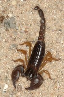 Scorpio maurus