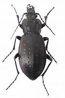 Carabus hortensis hortensis