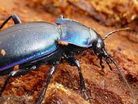 Carabus violaceus violaceus