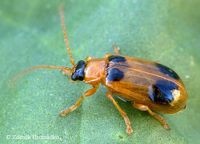 Phyllobrotica quadrimaculata