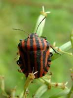 Graphosoma italicum