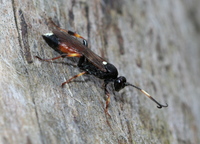 Ichneumon stramentarius