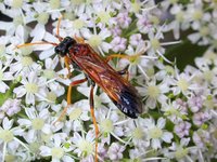 Tenthredo campestris