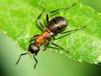 Formica rufa - Red Wood Ant