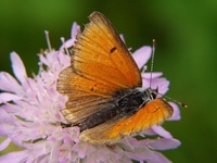 Lycaena hippothoe - Purple-edged Copper