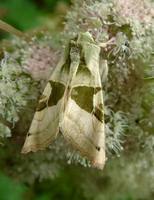 Phlogophora scita