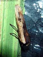 Xylena vetusta - Red Sword-grass