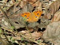 Junonia almana - Peacock Pansy