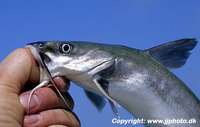 Ariopsis felis, Hardhead sea catfish: fisheries, gamefish