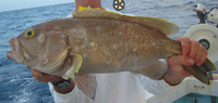 Epinephelus flavolimbatus, Yellowedge grouper: fisheries, gamefish