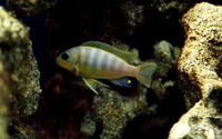 Pseudotropheus aurora, : aquarium