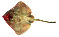 Bathyraja aleutica, Aleutian skate: fisheries