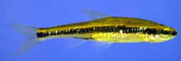 Notropis chalybaeus, Ironcolor shiner: