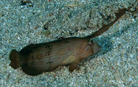 Iniistius pavo, Peacock wrasse: fisheries, gamefish, aquarium