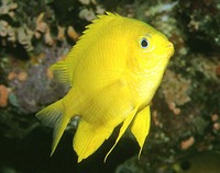 Amblyglyphidodon aureus, Golden damselfish: aquarium