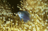 Pomacentrus nigromarginatus, Blackmargined damsel: